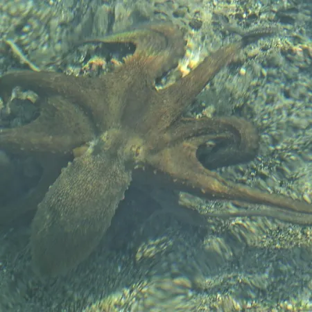 سوفالي فندق فتحية