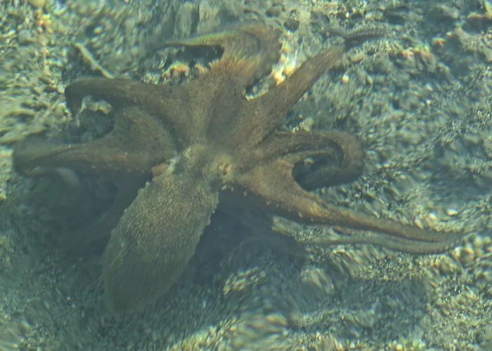 سوفالي فندق فتحية